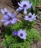 hellblau Blume Krone Windfower, Griechisch Windröschen, Anemone Mohn foto