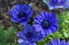 blå Blomma Krona Windfower, Grecian Windflower, Vallmo Anemon foto