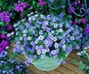 açık mavi çiçek Fincan Çiçek fotoğraf