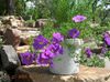 halványlila  Csésze Virág fénykép