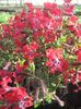 kırmızı çiçek Cuphea fotoğraf