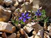 modrá Kvetina Cyananthus fotografie