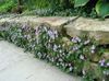 liliac Floare Cymbalaria, Iedera Kenilworth, Alpinism Marinar, Frunze-Iederă Broasca In fotografie
