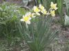 bijela Cvijet Žuti Narcis foto