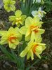 žltá Kvetina Narcis fotografie