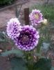 purpurs Zieds Dālija foto