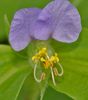 leylak Gün Çiçeği, Spiderwort, Gözyaşları Dul