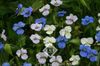 baltas žiedas Dieną Gėlė, Spiderwort, Našlių Ašaras nuotrauka