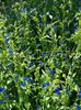 blauw  Bloem Dag, Spiderwort, Weduwen Tranen foto