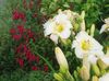 hvit Blomst Daylily bilde