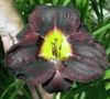 შავი ყვავილების Daylily ფოტო