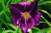 lilla Blomst Daylily bilde