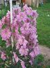 ვარდისფერი ყვავილების Delphinium ფოტო