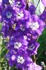 violetti Kukka Kukonkannus kuva