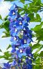 blå Blomma Riddarsporre foto