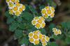 dzeltens Zieds Dendranthema foto