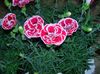 růžový Květina Dianthus, Porcelán Růžovou fotografie