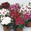 rood Dianthus, China Roze