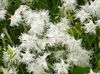 biely Kvetina Dianthus Perrenial fotografie