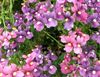 lilac Flower Diascia, Twinspur photo