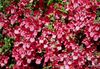 κόκκινος λουλούδι Diascia, Twinspur φωτογραφία