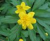Duplo-Florescido Amarelo Anêmona Madeira, Anêmona De Botão De Ouro