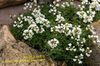 beyaz çiçek Draba fotoğraf