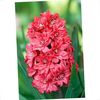 червоний Квітка Гіацинт фото
