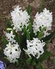 biely Kvetina Holandčina Hyacint fotografie