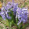 albastru deschis Floare Zambile Olandeză fotografie