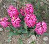 ružičasta Cvijet Nizozemski Zumbul foto
