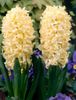 žltá Kvetina Holandčina Hyacint fotografie