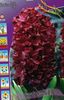 бордовый Цветок Гиацинт фото