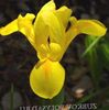 Ksifium (Dutch Iris, Iris Angielski)
