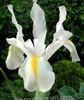 hvit Blomst Dutch Iris, Spansk Iris bilde