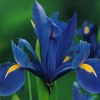 blå Blomst Hollandsk Iris, Spansk Iris foto
