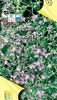 იასამნისფერი ყვავილების ჯუჯა Pepperweed ფოტო