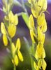 ყვითელი ყვავილების დაიერი Greenweed ფოტო
