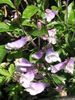 leylak çiçek Doğu Penstemon, Kıllı Beardtongue fotoğraf