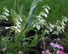 hvid Blomst Østlige Penstemon, Behårede Beardtongue foto