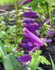 púrpura Flor Penstemon Oriental, Beardtongue Peluda foto