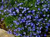 плави Цвет Едгинг Лобелиа, Годишња Лобелија, Лобелија Завршне фотографија