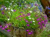 vijolična Cvet Overlock Lobelia, Letna Lobelia, Priklopnih Lobelia fotografija