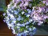 hellblau Blume Einfassung Lobelien, Jahreslobelien, Hinter Lobelia foto