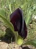 черный Цветок Эминиум фото
