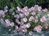pink Flower Evening primrose photo
