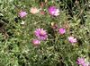 ვარდისფერი ყვავილების მარადიული, უკვდავა, Strawflower, ქაღალდის Daisy, მარადიული Daisy ფოტო