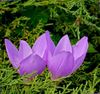 紫丁香 假秋番红花，艳丽的秋水仙，裸体女人，草甸藏红花