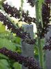 μαύρος λουλούδι Ψευδείς Hellebore φωτογραφία