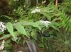 bianco Fiore Falso Mughetto, Giglio Selvatico Della Valle, A Due Ante Sigillo Falso Di Salomone foto